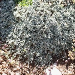 Sideritis incana subsp. matris filiae