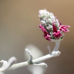 Sideritis incana subsp. matris filiae