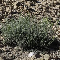 Sideritis jahandiezii