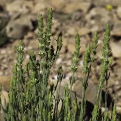 Sideritis jahandiezii