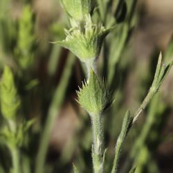 Sideritis jahandiezii