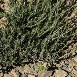 Sideritis jahandiezii
