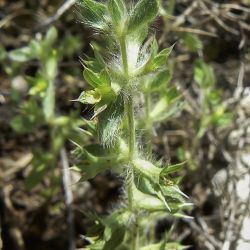 Sideritis montana subsp. ebracteata