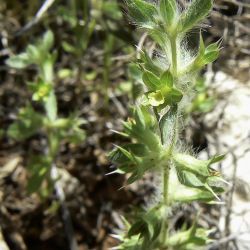 Sideritis montana subsp. ebracteata