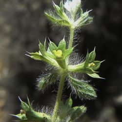 Sideritis montana subsp. ebracteata