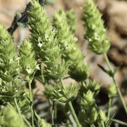 Sideritis ochroleuca subsp. antiatlantica