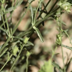 Sideritis ochroleuca subsp. antiatlantica