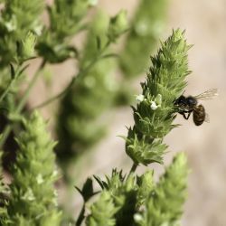 Sideritis ochroleuca subsp. antiatlantica