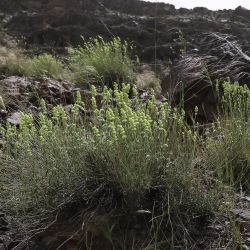 Sideritis ochroleuca subsp. antiatlantica