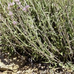 Sideritis ochroleuca subsp. ochroleuca