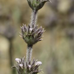 Sideritis ochroleuca subsp. ochroleuca