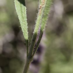 Sideritis ochroleuca subsp. ochroleuca