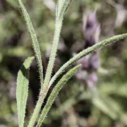 Sideritis ochroleuca subsp. ochroleuca