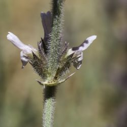 Sideritis ochroleuca subsp. ochroleuca