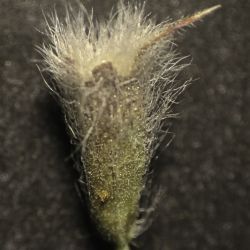 Sideritis ochroleuca subsp. ochroleuca