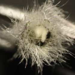 Sideritis ochroleuca subsp. ochroleuca