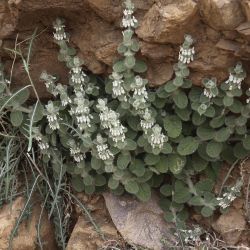 Sideritis villosa subsp. gossypina