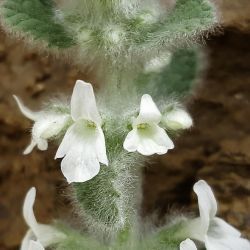 Sideritis villosa subsp. gossypina