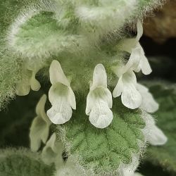 Sideritis villosa subsp. gossypina