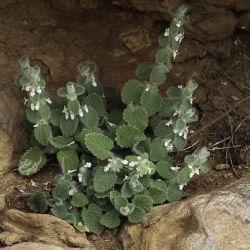 Sideritis villosa subsp. gossypina