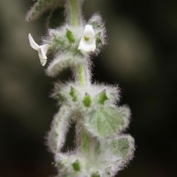 Sideritis villosa subsp. gossypina