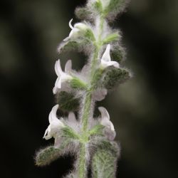 Sideritis villosa subsp. gossypina