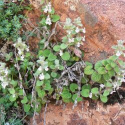 Sideritis villosa subsp. villosa