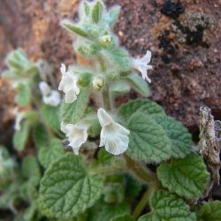 Sideritis villosa subsp. villosa