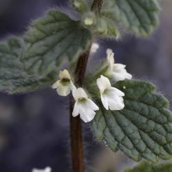 Sideritis villosa subsp. villosa