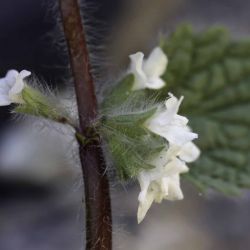 Sideritis villosa subsp. villosa