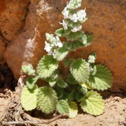 Sideritis villosa subsp. villosa