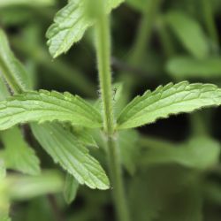 Stachys arenaria subsp. divaricatidens