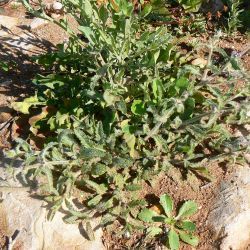 Stachys arenaria subsp. mollis