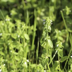 Stachys arvensis