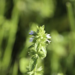 Stachys arvensis