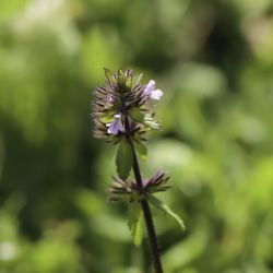 Stachys arvensis