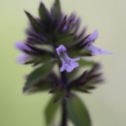 Stachys arvensis