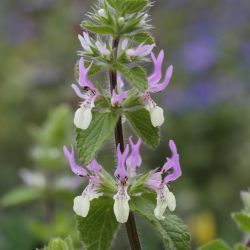 Stachys durandiana