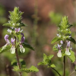 Stachys durandiana