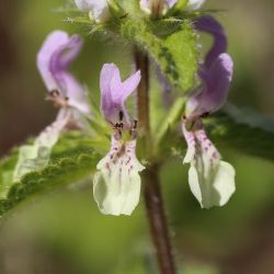 Stachys durandiana