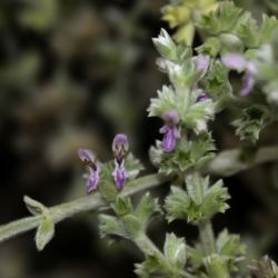 Stachys fontqueri