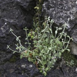 Stachys fontqueri