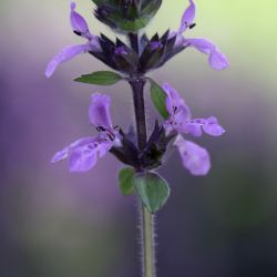 Stachys mouretii