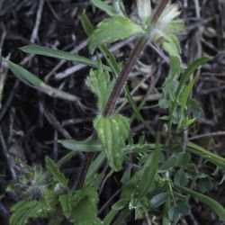 Stachys mouretii