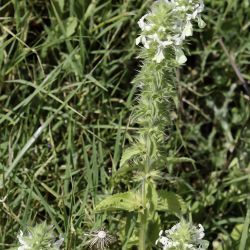 Stachys ocymastrum