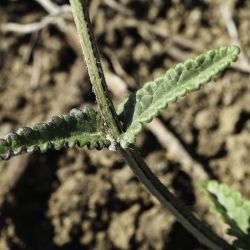 Stachys officinalis subsp. algeriensis