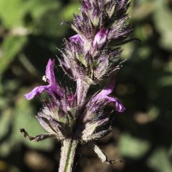 Stachys officinalis subsp. algeriensis