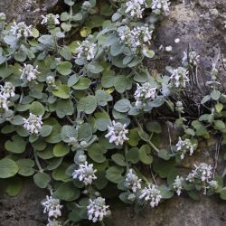 Stachys saxicola subsp. platyodon