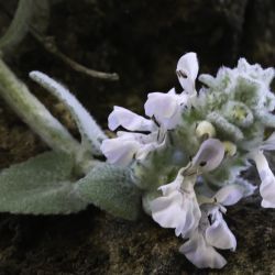Stachys saxicola subsp. platyodon