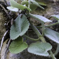 Stachys saxicola subsp. platyodon